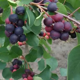 Amelanchier alnifolia Smokey